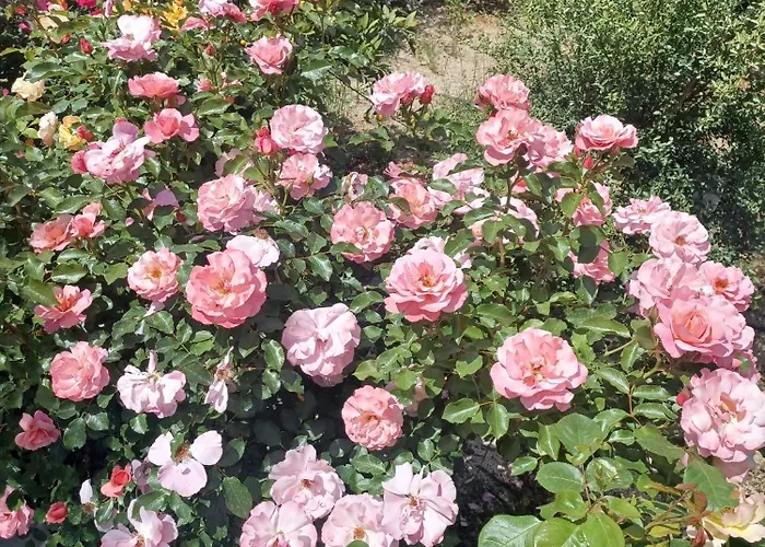 Zeituna Casa Carolea Holiday home *