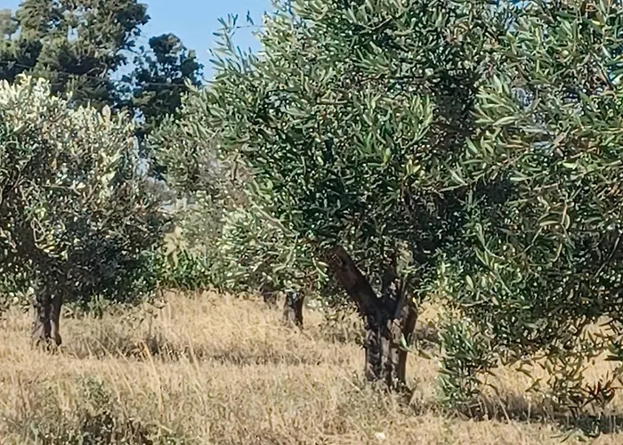 Zeituna Casa Carolea